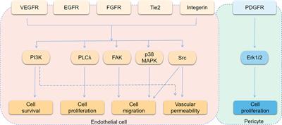 Recent Advances in the Mechanism Research and Clinical Treatment of Anti-Angiogenesis in Biliary Tract Cancer